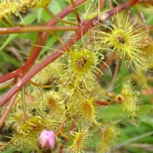 Drosera gunniana at Lower Boro, NSW - 23 Nov 2021