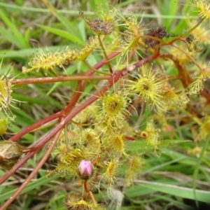 Drosera gunniana at Lower Boro, NSW - 23 Nov 2021 12:35 PM