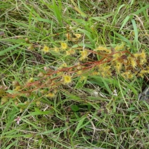 Drosera gunniana at Lower Boro, NSW - 23 Nov 2021