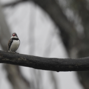 Stagonopleura guttata at Rossi, NSW - 20 Nov 2021