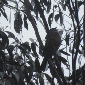 Pachycephala olivacea at Farringdon, NSW - suppressed