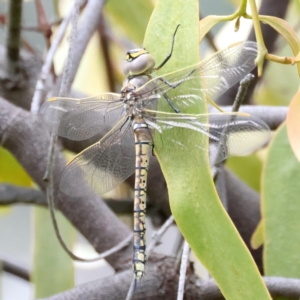 Anax papuensis at Pialligo, ACT - 23 Nov 2021