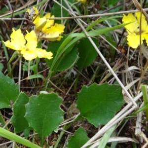 Goodenia hederacea subsp. hederacea at Lower Boro, NSW - 23 Nov 2021 12:23 PM