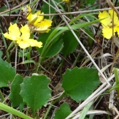 Goodenia hederacea subsp. hederacea (TBC) at Lower Boro, NSW - 23 Nov 2021 by JanetRussell