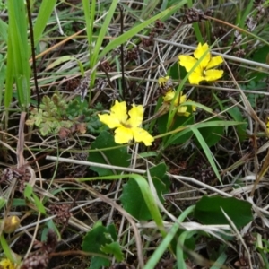 Goodenia hederacea subsp. hederacea at Lower Boro, NSW - 23 Nov 2021 12:23 PM