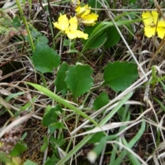 Goodenia hederacea subsp. hederacea at Lower Boro, NSW - 23 Nov 2021 12:23 PM