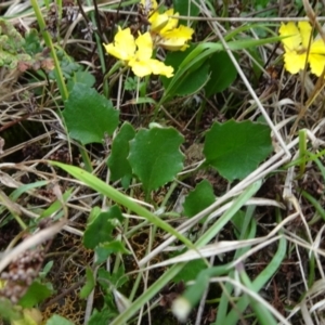 Goodenia hederacea subsp. hederacea at Lower Boro, NSW - 23 Nov 2021 12:23 PM