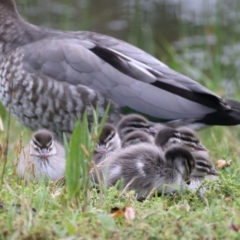 Chenonetta jubata (Australian Wood Duck) at Mount Ainslie - 22 Nov 2021 by jb2602