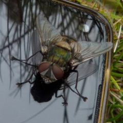 Rutilia (Chrysorutilia) formosa (A Bristle fly) at Boro, NSW - 23 Nov 2021 by Paul4K