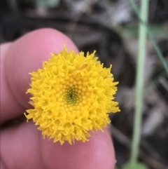 Rutidosis leptorhynchoides (Button Wrinklewort) at Deakin, ACT - 24 Nov 2021 by Tapirlord