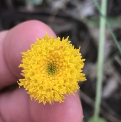 Rutidosis leptorhynchoides (Button Wrinklewort) at Deakin, ACT - 24 Nov 2021 by Tapirlord