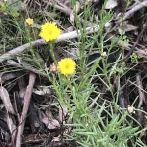 Rutidosis leptorhynchoides at Deakin, ACT - 24 Nov 2021