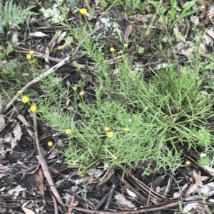 Rutidosis leptorhynchoides at Deakin, ACT - 24 Nov 2021