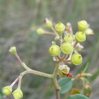 Pomaderris delicata (Delicate Pomaderris) at Lower Boro, NSW - 22 Nov 2021 by JanetRussell