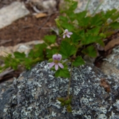 Pelargonium inodorum (Kopata) at Boro - 22 Nov 2021 by Paul4K