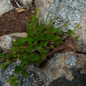 Pelargonium inodorum at Boro, NSW - 23 Nov 2021