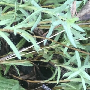 Leptorhynchos squamatus subsp. squamatus at Red Hill Nature Reserve - 24 Nov 2021 06:08 PM