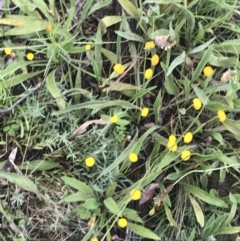 Leptorhynchos squamatus subsp. squamatus at Red Hill Nature Reserve - 24 Nov 2021 06:08 PM