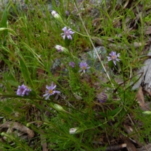 Vittadinia sp. at Boro, NSW - suppressed