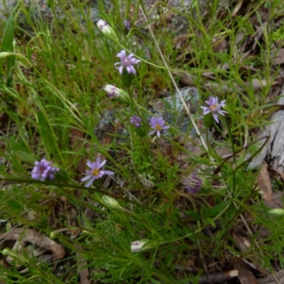 Vittadinia (genus) (Fuzzweed) at Boro, NSW - 23 Nov 2021 by Paul4K