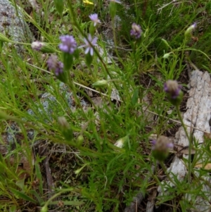 Vittadinia sp. at Boro, NSW - suppressed