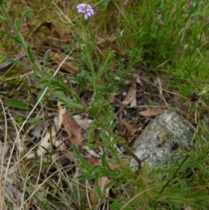 Vittadinia sp. at Boro, NSW - suppressed