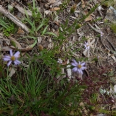 Vittadinia sp. at Boro, NSW - suppressed