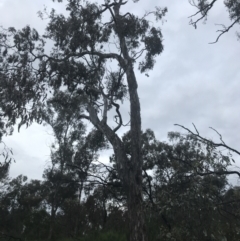 Eucalyptus melliodora (Yellow Box) at Deakin, ACT - 24 Nov 2021 by Tapirlord