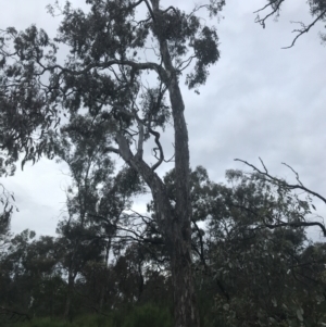 Eucalyptus melliodora at Deakin, ACT - 24 Nov 2021