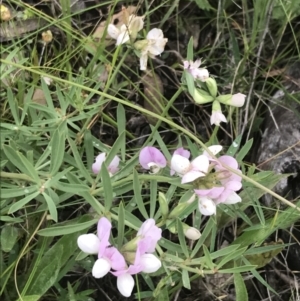 Lotus australis at Deakin, ACT - 24 Nov 2021