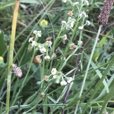 Hackelia suaveolens (Sweet Hounds Tongue) at Deakin, ACT - 24 Nov 2021 by Tapirlord