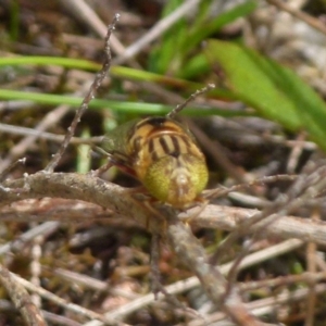 Eristalinus punctulatus at Boro, NSW - 23 Nov 2021