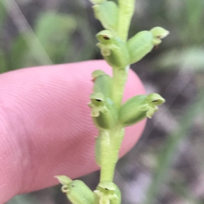 Microtis unifolia (Common Onion Orchid) at Deakin, ACT - 24 Nov 2021 by Tapirlord