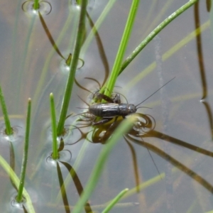 Pteronemobius sp. (genus) at Boro, NSW - suppressed