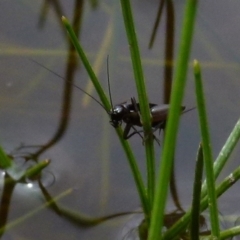 Pteronemobius sp. (genus) at Boro, NSW - suppressed