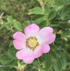 Rosa rubiginosa (Sweet Briar, Eglantine) at Deakin, ACT - 24 Nov 2021 by Tapirlord