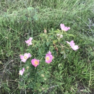 Rosa rubiginosa at Deakin, ACT - 24 Nov 2021 06:19 PM