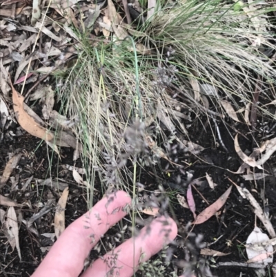 Eragrostis curvula (African Lovegrass) at Red Hill to Yarralumla Creek - 24 Nov 2021 by Tapirlord