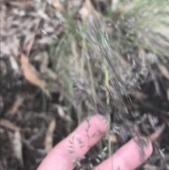 Eragrostis curvula at Hughes, ACT - 24 Nov 2021
