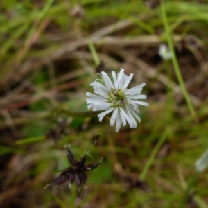 Lagenophora stipitata at Boro, NSW - suppressed