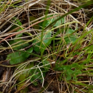 Lagenophora stipitata at Boro, NSW - suppressed