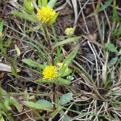 Triptilodiscus pygmaeus (Annual Daisy) at Lower Boro, NSW - 23 Nov 2021 by JanetRussell