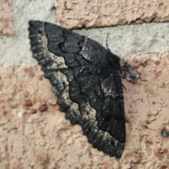 Melanodes anthracitaria (Black Geometrid) at Kaleen, ACT - 24 Nov 2021 by maura