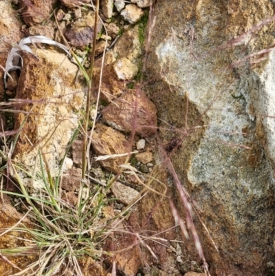 Unidentified Grass at Watson, ACT - 23 Nov 2021 by EmilySutcliffe