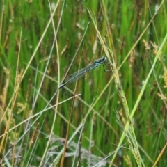 Austrolestes psyche (Cup Ringtail) at Watson, ACT - 23 Nov 2021 by EmilySutcliffe