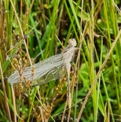 Orthetrum caledonicum (Blue Skimmer) at Watson, ACT - 24 Nov 2021 by EmilySutcliffe