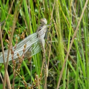 Orthetrum caledonicum at Watson, ACT - 24 Nov 2021 08:25 AM