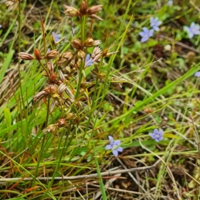 Juncus homalocaulis (A Rush) at Watson, ACT - 24 Nov 2021 by EmilySutcliffe