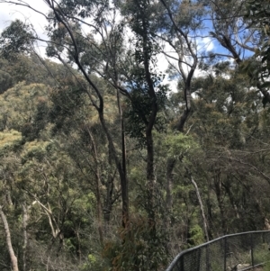 Angophora floribunda at Bundanoon, NSW - 14 Nov 2021 11:36 AM