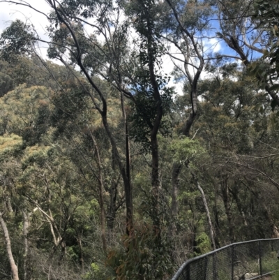 Angophora floribunda (Apple, Rough-barked Apple) at Morton National Park - 14 Nov 2021 by Tapirlord